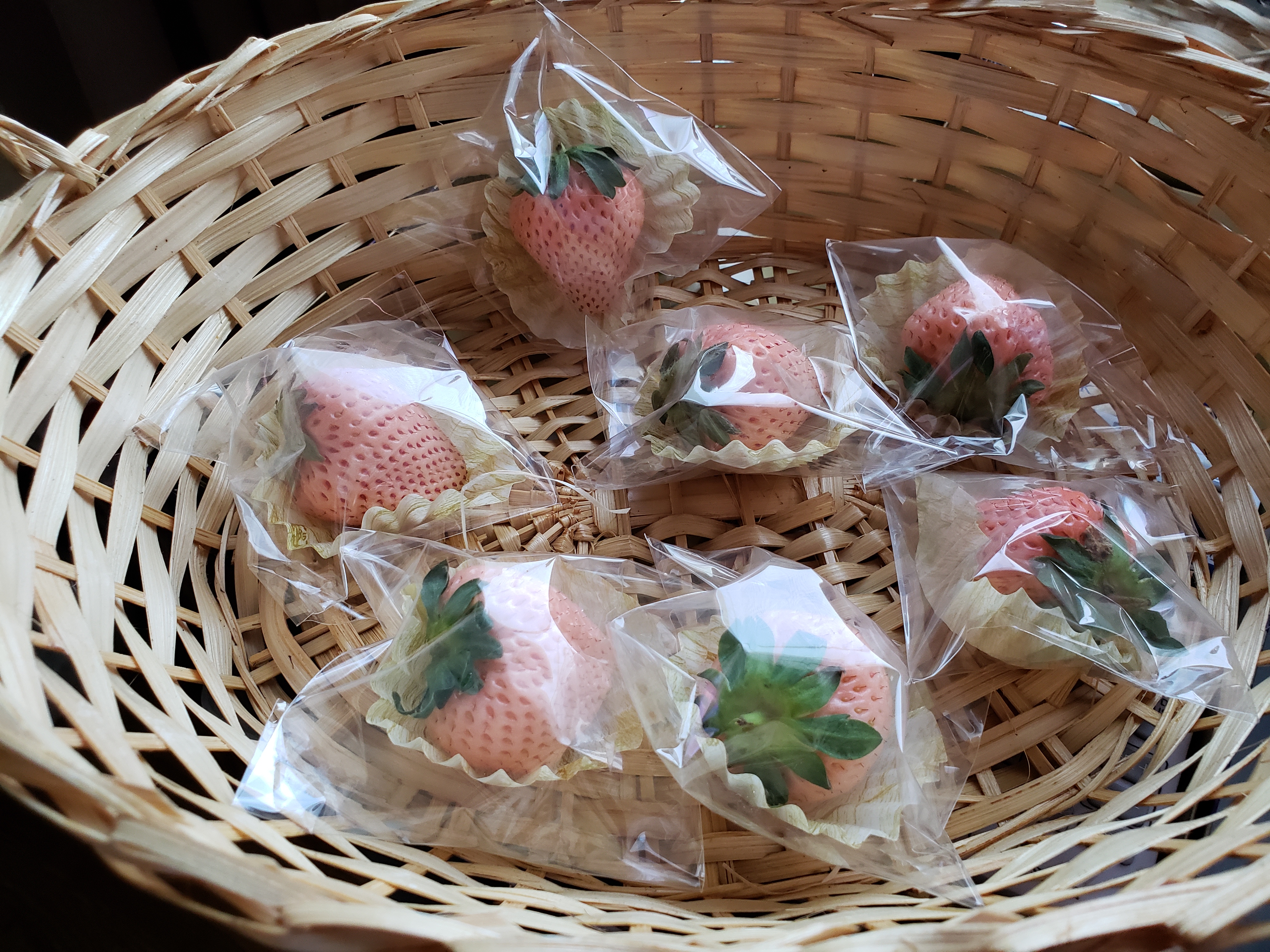 抱えられている柴犬と見ている白い犬